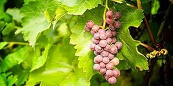 Grape Fruit Seed for Planting - Brown Color Variety, Rich in Vitamin C, Garden Seeds for Home