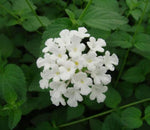Simplers Joy white flower seeds mix for home garden beds