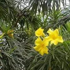 Thevetia Neriifolia Seeds for Planting - 100 Dhara Seeds