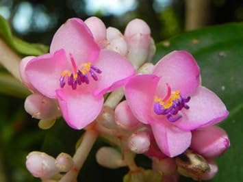 Light Pink Medinilla Cummingi Flower Heirloom Non Gmo Image