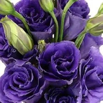 Violet Lisianthus Flower Seeds for Planting - Heirloom, NON-GMO Seeds - Beautiful Garden Blooms for planting in home garden