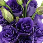 Violet Lisianthus Flower Seeds for Planting - Heirloom, NON-GMO Seeds - Beautiful Garden Blooms Dhara Seeds