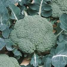 Broccoli Seeds for Planting