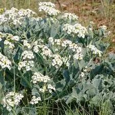 Seakale Flower Seeds for Planting - NON GMO Seeds Dhara Seeds