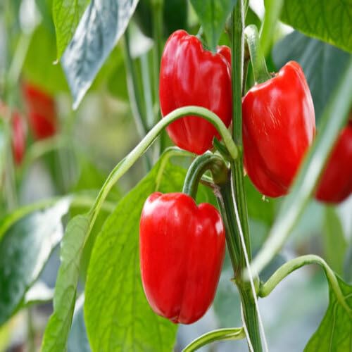 Red Pepper - Heirloom, Non - Gmo Seeds