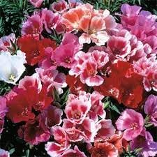 Godetia Flower Seeds for Planting 100