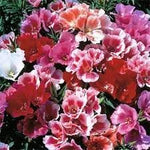 Godetia Flower Seeds for Planting 100 seeds for planting in home garden