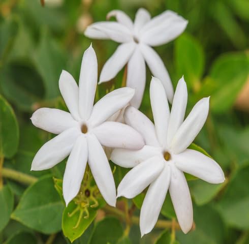 White Jasmine Flower