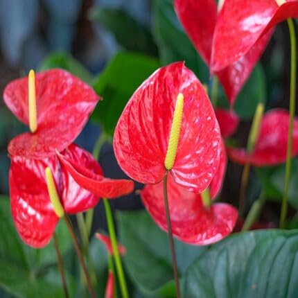 Red Anthurium Flower - Heirloom, Non - Gmo Seeds