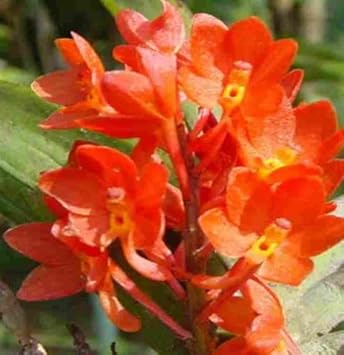 Orange Ascocentrum Flower Seeds for Planting - 100