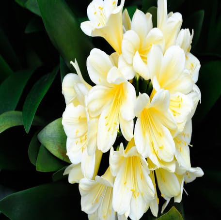White Clivia Flower
