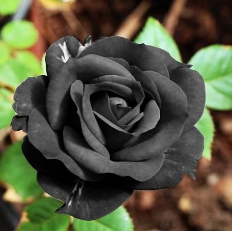 Black Rose Flower - Heirloom, Non - Gmo Seeds