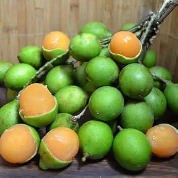Mamoncillo Melicoccus bijugatus seeds for fruit garden
