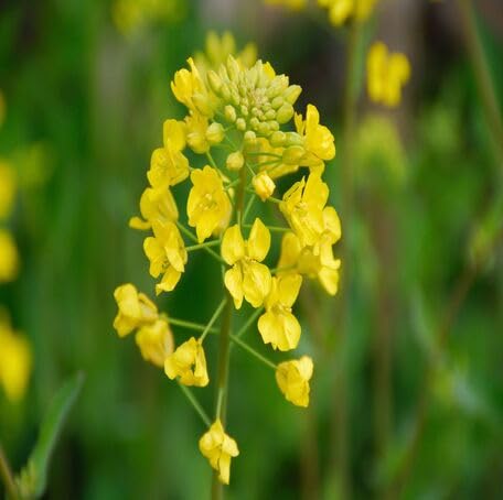 Yellow Mustard Flower - Heirloom, Non - Gmo Seeds