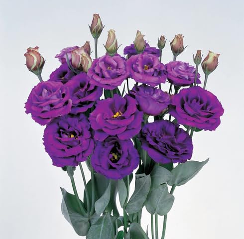 Purple Lisianthus Flower Seeds - Heirloom & Non-GMO Seeds