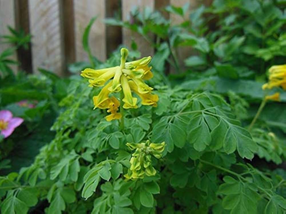 Corydalis Lutea Seeds for Planting Corydalis Lutea rock garden flower border