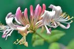 Heirloom Pink White Cape Honeysuckle Flower Seeds, Non-GMO Vibrant Blooms for Planting seeds for planting in home garden