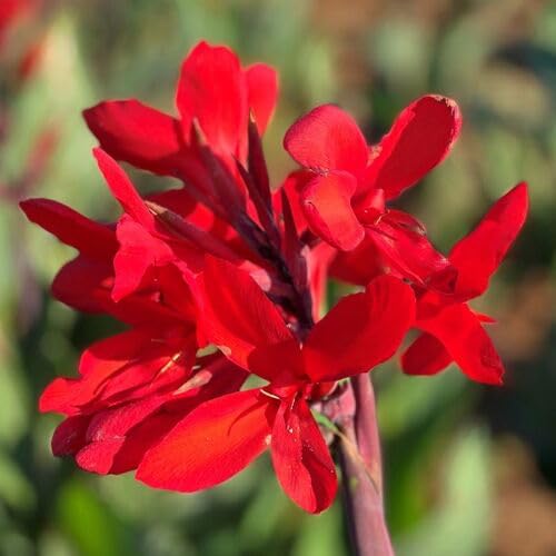 Canna Flower Red - Heirloom, Non - Gmo Seeds
