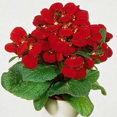 Calceolaria Flower - Heirloom, Non - Gmo Seeds