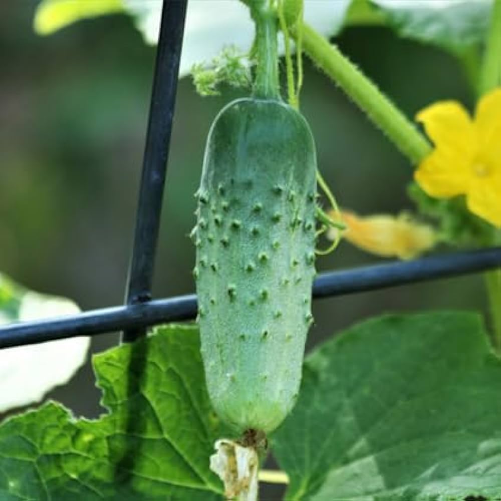 Cucumber Seeds for Planting Rare Green Variety for Vegetable Patch and Urban Garden