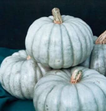 White JARRAHDALE Pumpkin Seeds - Perfect for Growing Heirloom Pumpkins