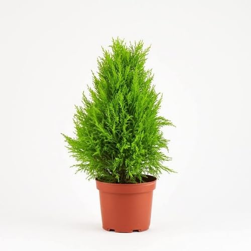 Green Cypress - Heirloom, Non - Gmo Seeds