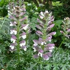 Organic Breeches Flower Seeds for Planting – Heirloom, Non-GMO