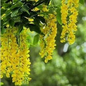 Golden Chain Flower Seeds for Planting - NON GMO Seeds Dhara Seeds