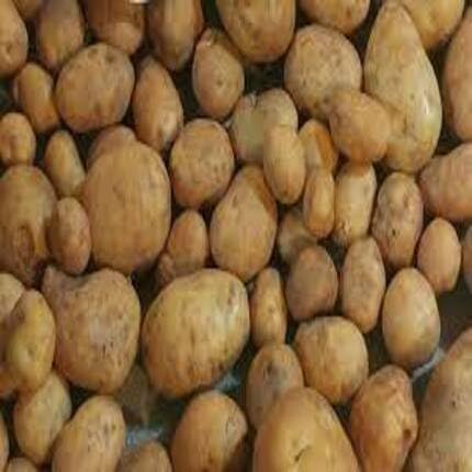 Potato Brown - Heirloom, Non - Gmo Seeds