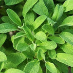 Sage herb seeds for aromatic culinary and medicinal gardens