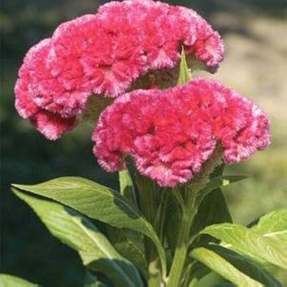 Cylindrica Cylindrica for planting in flower bed