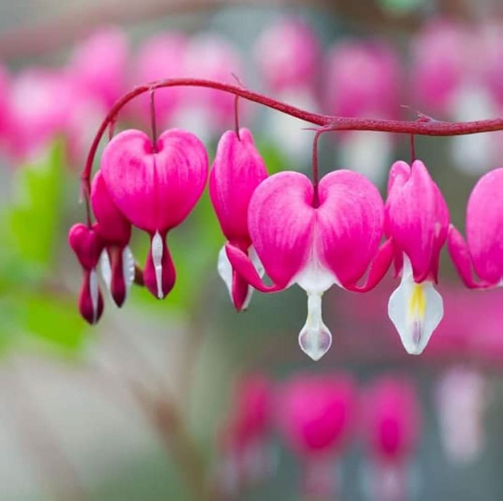 Bleeding Heart Dicentra spectabilis flower seeds for vertical gardens and shaded backyard planting