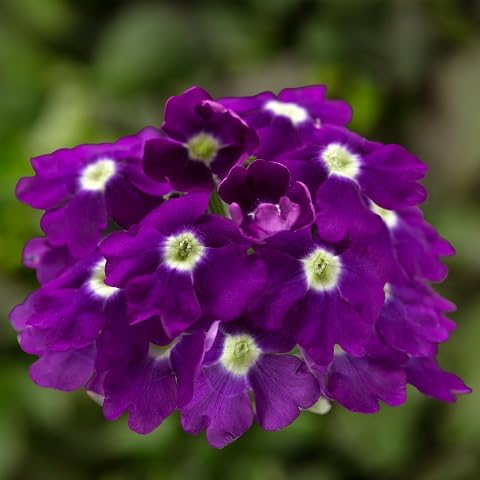 Violet Verbena Flower