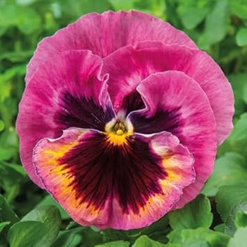 Pansy Rose Plant Seeds for Planting Non-GMO Heirloom Garden Seeds Perfect for Home Garden and Outdoor Growing