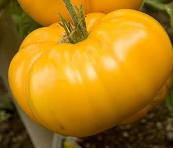 Big Yellow Tomato Seeds for Planting