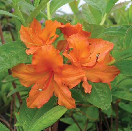 Orange Azalea Flower