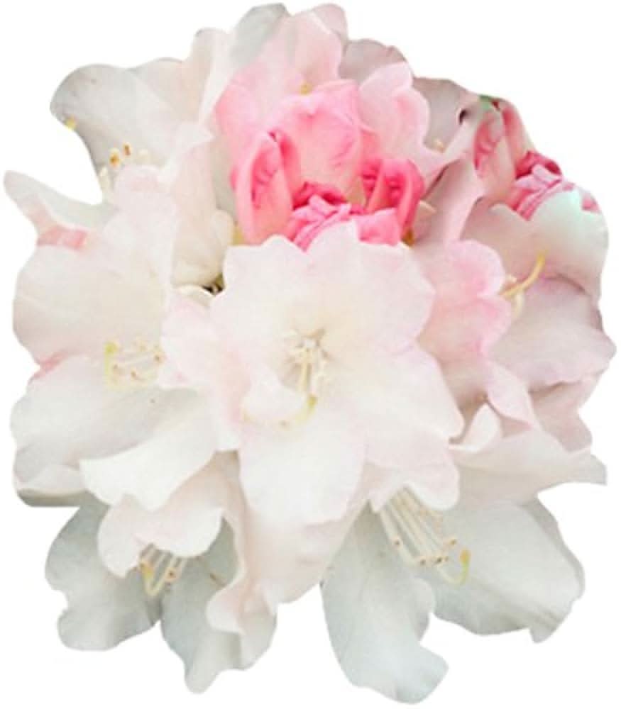 Azalea Rhododendron spp. flower seeds for planting in backyard gardening and shaded areas