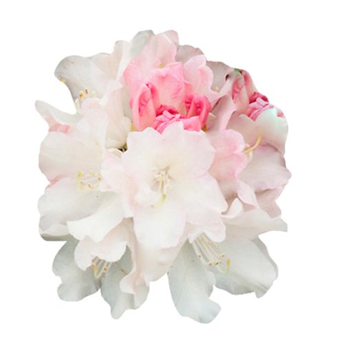 Rhododendron Azalea Flower Rhododendron spp. Seeds for Planting for Flower Bed and Garden