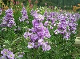 Purple & White Matthiola Incana Seeds – Elegant Flower Seeds for Planting