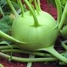 Giant Kohlrabi Brassica oleracea seeds for garden planting