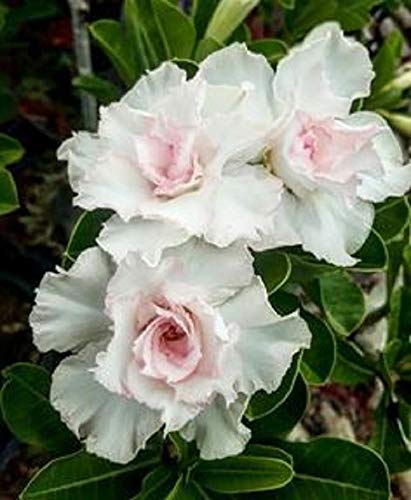 Desert Rose White Adenium obesum flower seeds for planting in indoor pots or home garden
