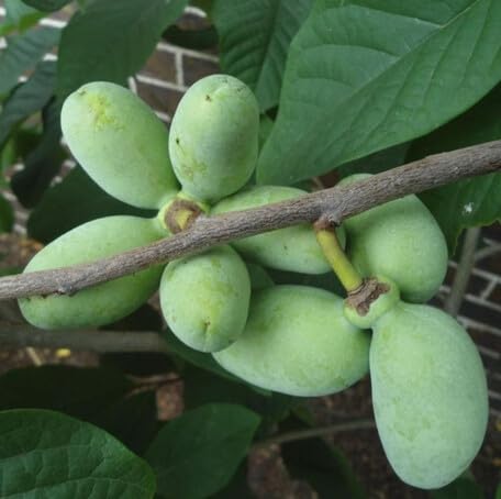 Green Pawpaw Fruit - Heirloom, Non - Gmo Seeds