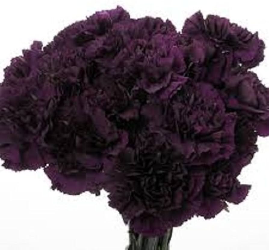 Rare Carnation Dianthus caryophyllus Seeds for Planting - Great for Flower Bed & Home Garden