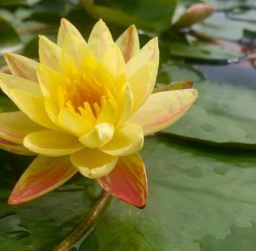 Waterlily Paranee (Hardy Waterlily)