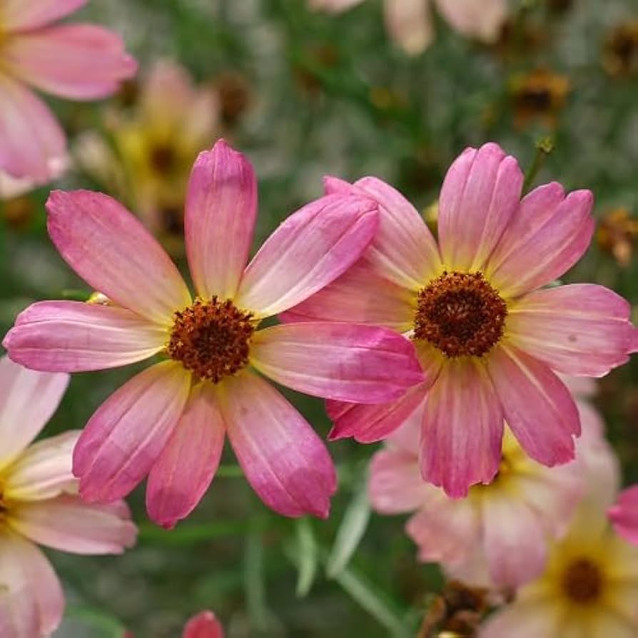 Pink Coreopsis Flower Seeds – Heirloom, Non-GMO Flower Seeds for Planting for planting in your garden.