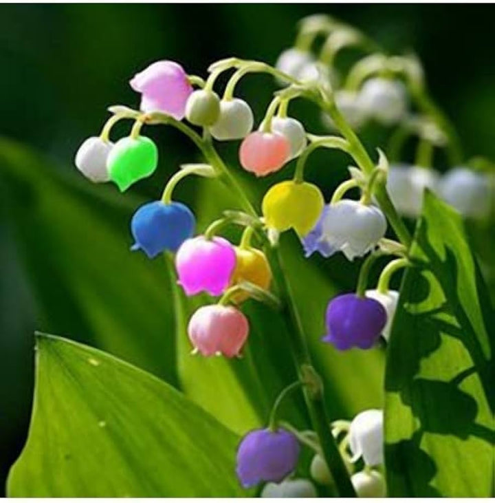 Heirloom Mixed Bell Orchid Flower Seeds – Non-GMO Colorful Garden Blooms for Planting
