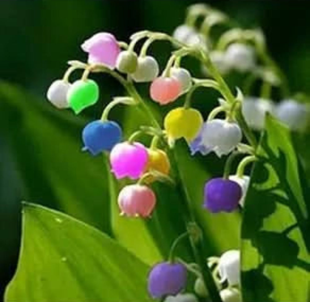 Bell Orchid Flower Seeds for Indoor & Garden