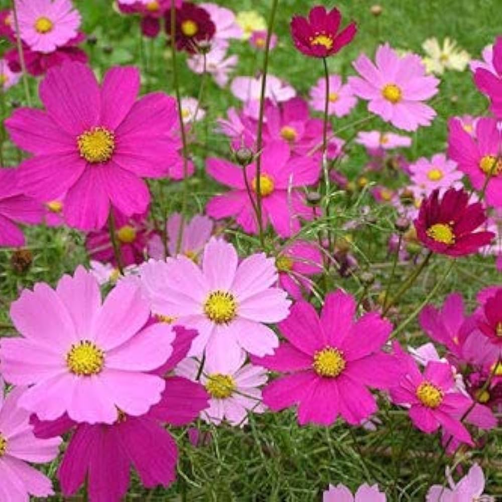 Cosmos Seeds (Dwarf Early) - Sensation Mix