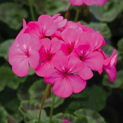 Geranium Flower Pink - Heirloom, Non - Gmo Seeds