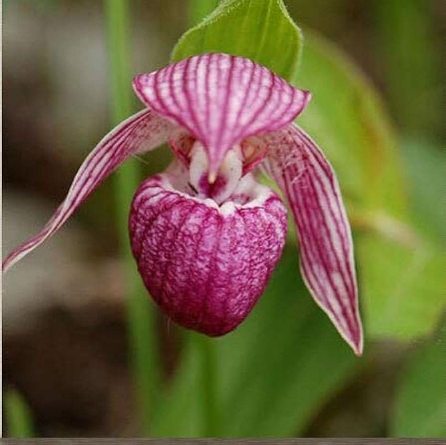 Cypripedium Paphiopedilum Perennial Orchid Flowering Seeds For Planting